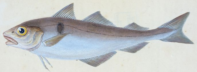 haddock gadus
