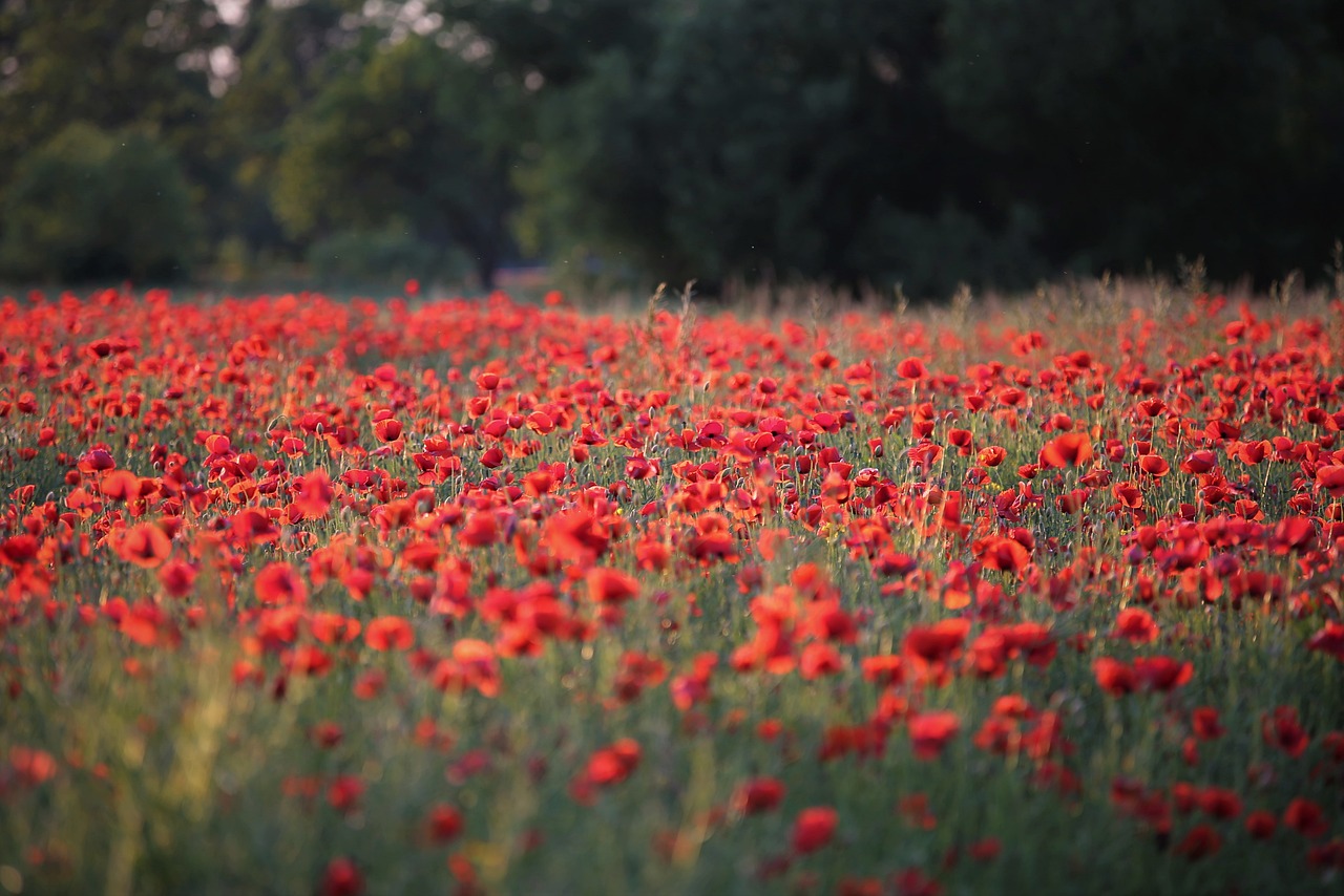 red poppies