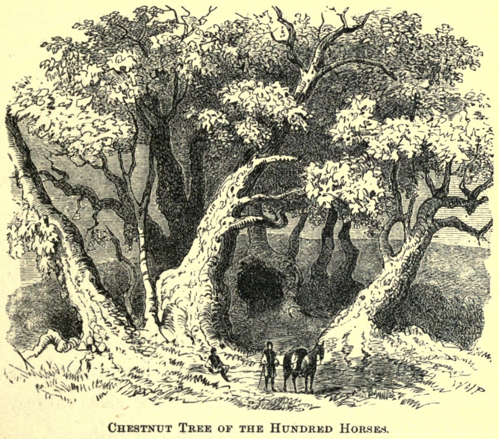 100 horse chestnut print from old book