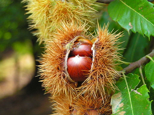 nuts of the sweet chestnut tree with spiky casing