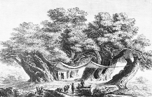 Hundred Horse Chestnut of Mount Aetna 1872