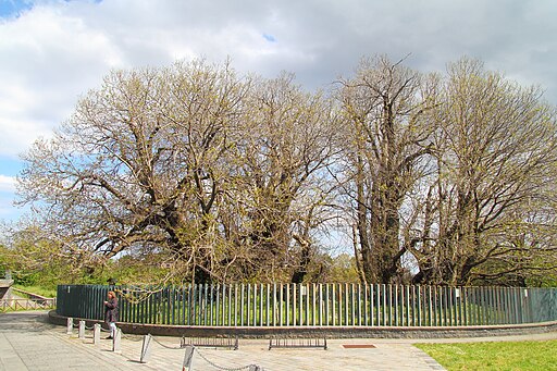 100 Horse Chestnut in Spring 2017