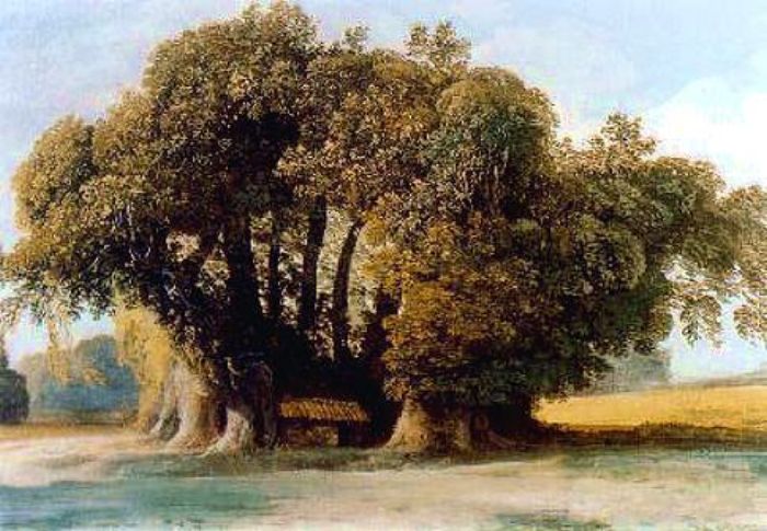 Painting of 100 horse chestnut tree in Sicily
