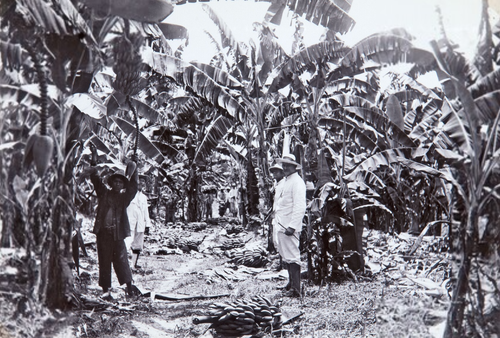 Haravesting Bananas Katwijk