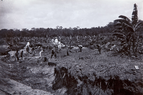 Katwijk bananas plantation planting