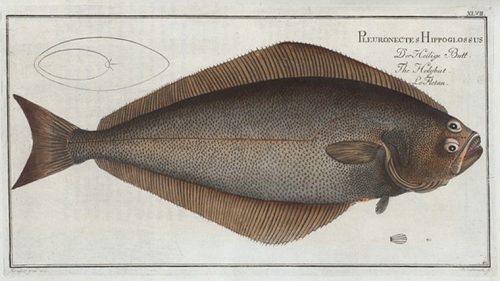 Holybut halibut 1785